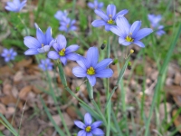 Blue-eyed Grass - Sisyrinchium ensigerum