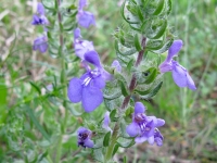 Blue Sage - Salvia texana