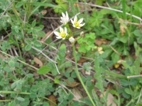 Crow Poison - Nothoscordum bivalve