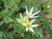 Crow Poison - Nothoscordum bivalve