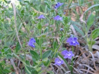 Drummonds Skullcap - Scutellaria drummondii