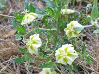 False Nightshade - Chamaesaracha sordida