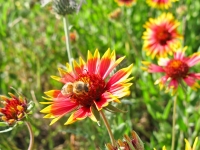 Firewheel, Indian Blanket - Gaillardia pulchella