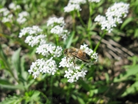 Hairy Cornsalad - Valerianella amarella