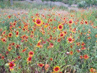 Firewheel, Indian Blanket - Gaillardia pulchella