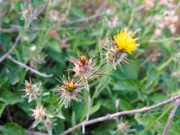 Malta Star-Thistle - Centaurea melitensis