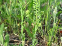 Peppergrass - Lepidium virginicum