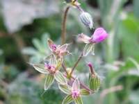 Pin Clover - Erodium cicutarium