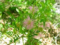 Pink Mimosa - Mimosa borealis