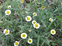 Prairie Fleabane - Erigeron modestus