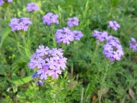 Prairie Verbena - Verbena bipinnatifida