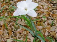 Rain-Lily - Cooperia pedunculata