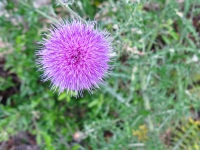 Texas Thistle - Cirsium texanum