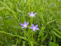 Western Venus' Looking Glass - Triodanis coloradoensis