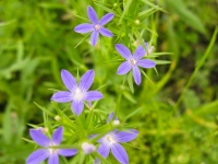 Western Venus' Looking Glass - Triodanis coloradoensis