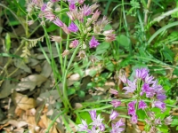 Wild Garlic - Allium Drummondii