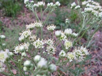 Woolly White, Old Plainsman - Hymenopappus scabiosaeus